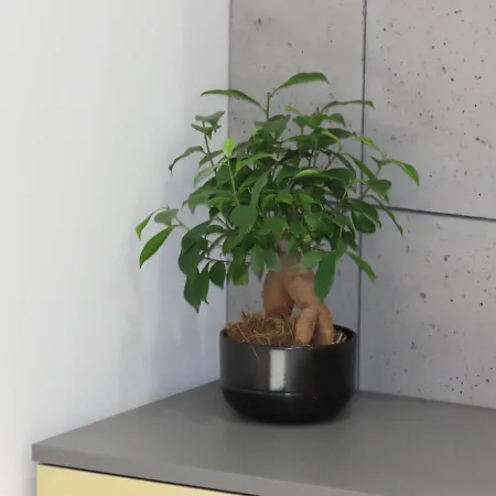 Apartament El - Solaris *
